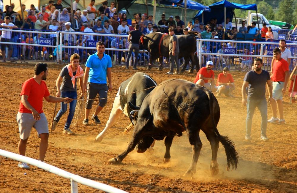 Boğalar arenaya sığmadı 