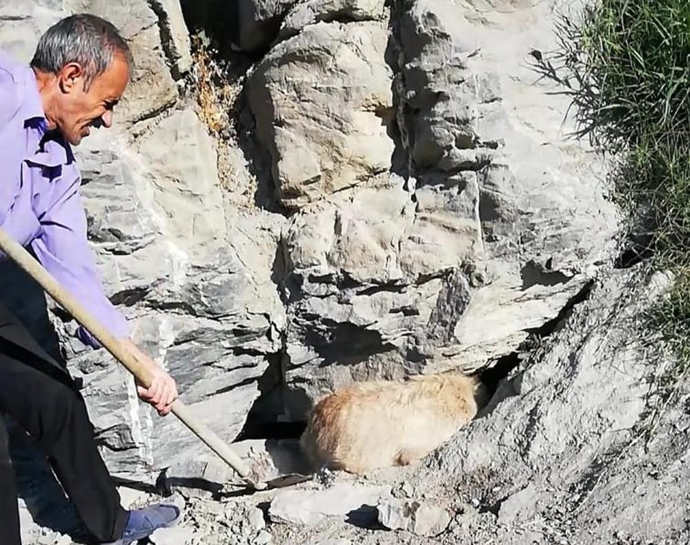 Kayalıklarda sıkışan köpek kurtarıldı 