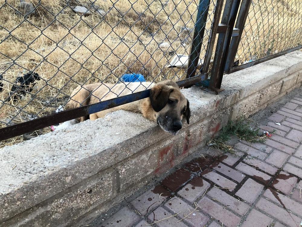 Kafası sıkışan köpeği itfaiye kurtardı 