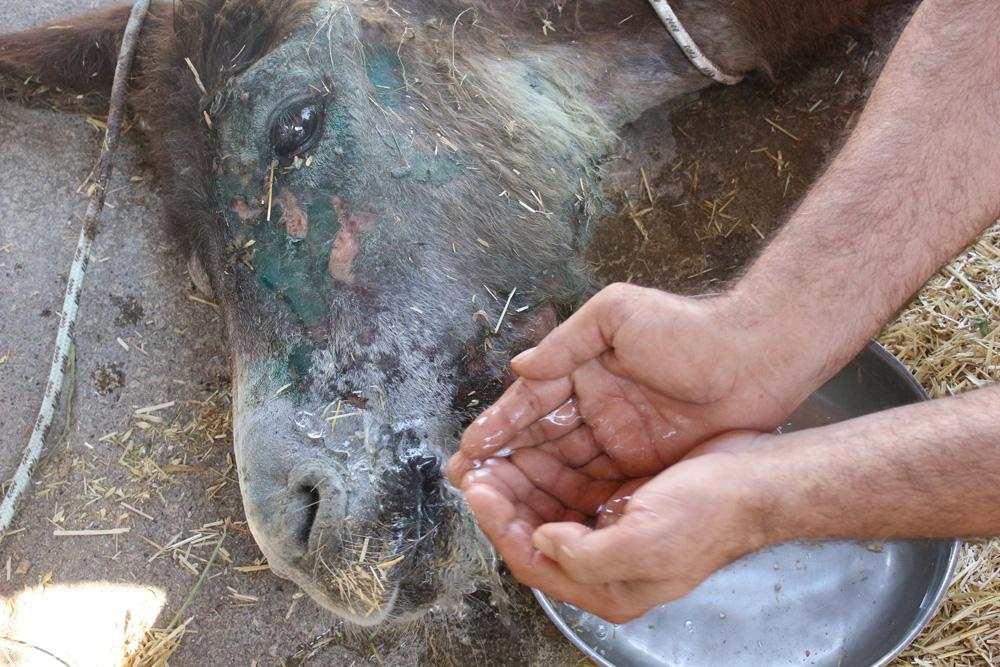 Halıya sarılıp ölüme terk edilen eşekten iyi haber 