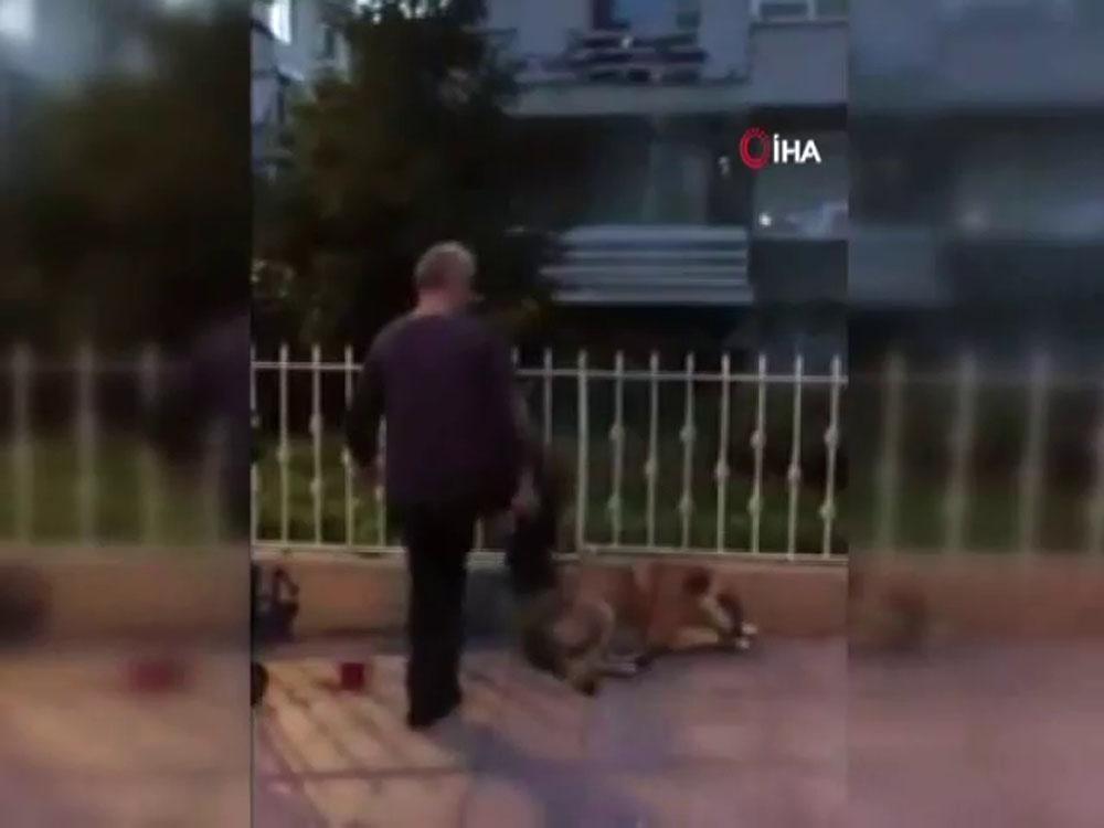 Köpeğe tekme atan şahıs kamerada