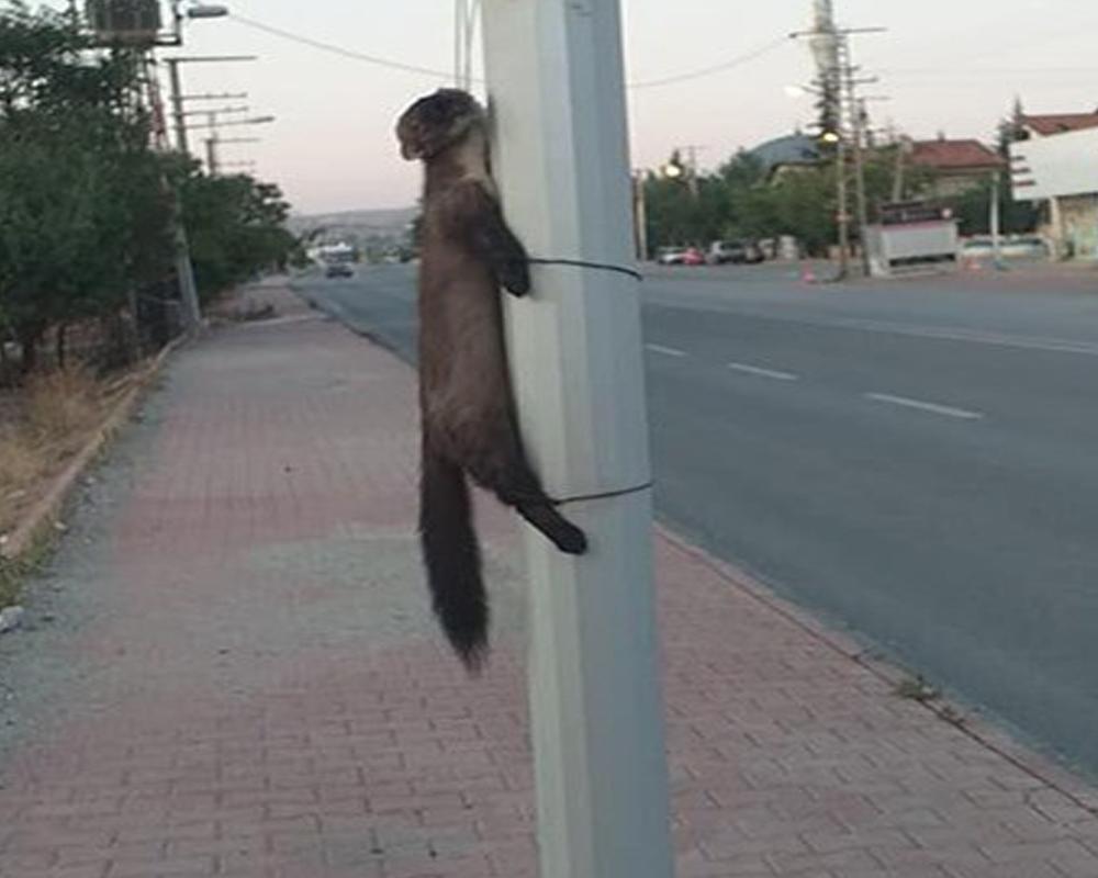 Vicdansızlar gelinciği boynundan ve ayaklarından bağlayıp direğe astılar