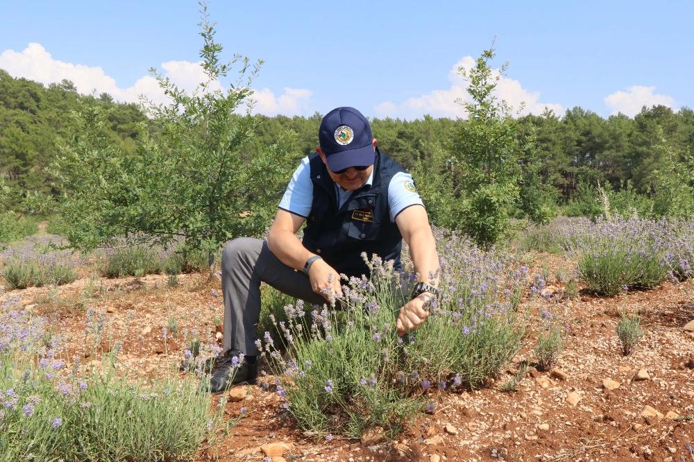 Kıraç arazilerin gözdesi ve mor bereketi: Lavanta 