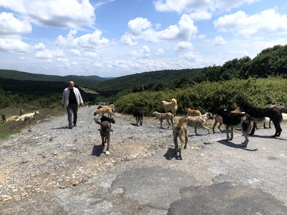 Binlerce başıboş köpeğin adeta istila ettiği köy havadan görüntülendi