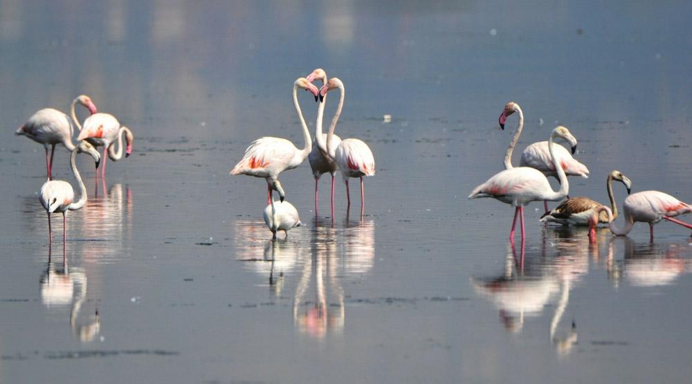 Flamingolar kışı geçirmek için Hersek