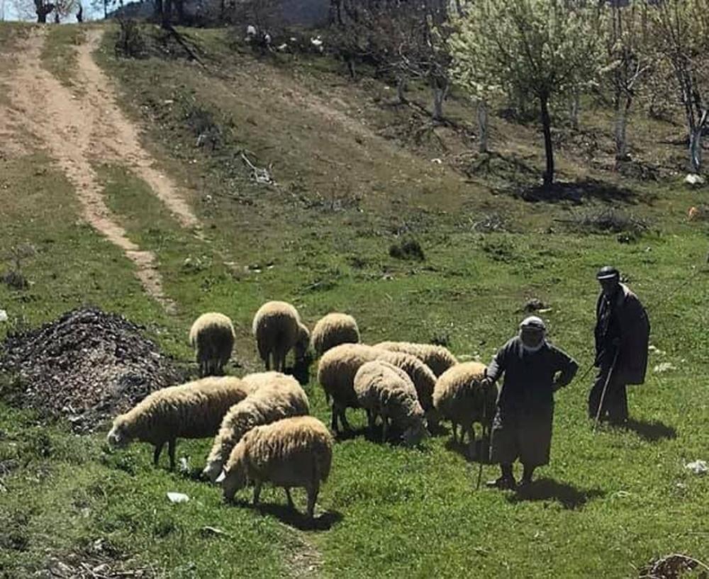 Yaylacı göçerler dönüş yolunda