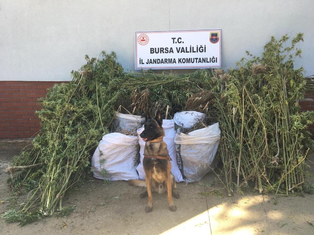 Jandarmanın uyuşturucu operasyonu havadan görüntülendi