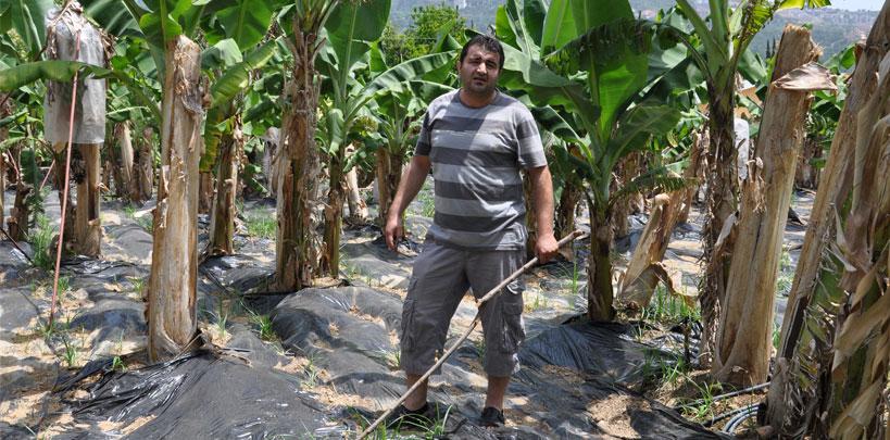 Alanya'da 'hırsız maymun' paniği