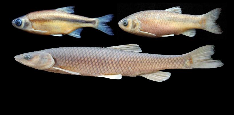 Türkiye'de 3 yeni tür balık keşfedildi