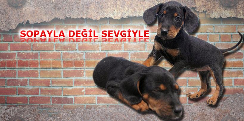 İşkence gören köpeklere ‘sevgi' ile terapi