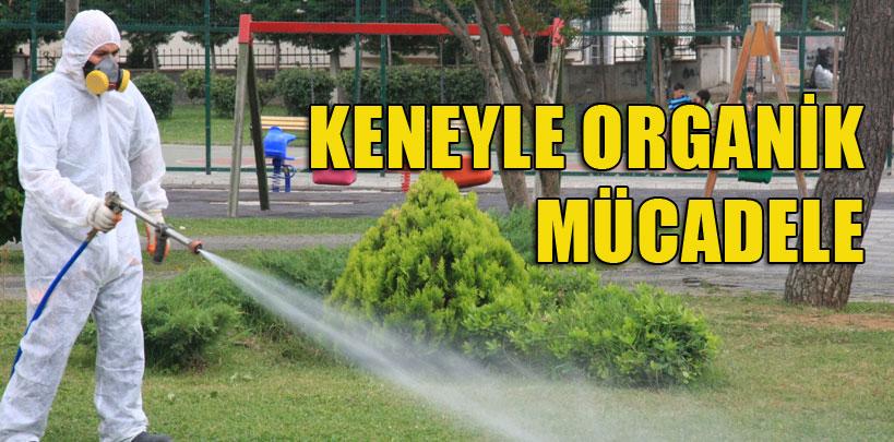 İstanbul'da keneyle organik mücadele