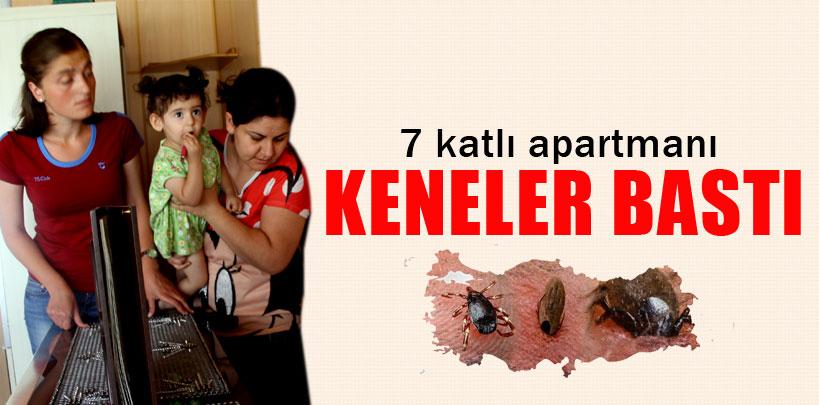 Erzurum'da apartmanın üst katını keneler bastı