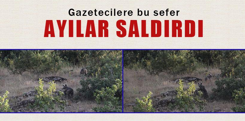 Gazeteciler ayıların saldırısına uğradı