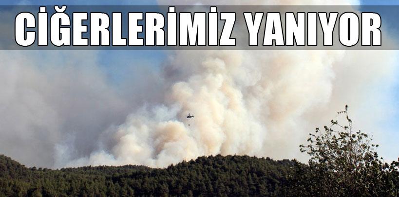 Bilecik'te orman yangını