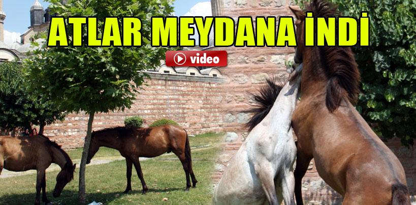 Edirne'de atlar meydana indi