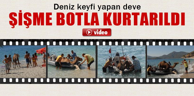 Muğla'da firar eden deve böyle kurtarıldı