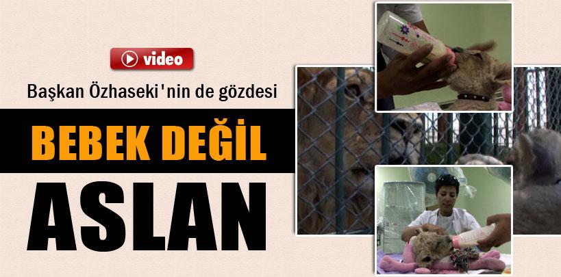 Kayseri'de aslan yavrusuna bebek gibi bakılıyor