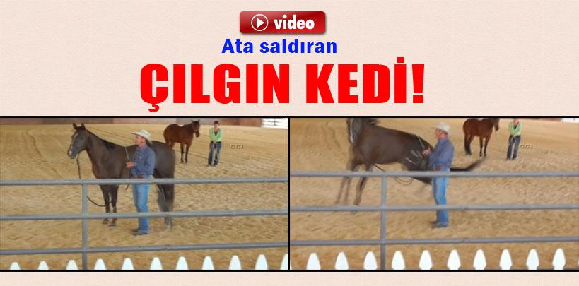 Çılgın kedi ata böyle saldırdı