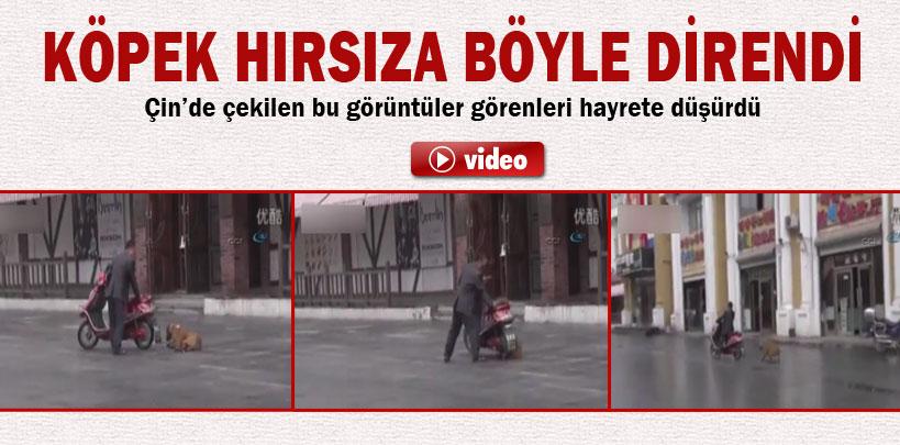 Çin'de çaldığı köpek gitmeyi reddedince sürüyerek götürdü