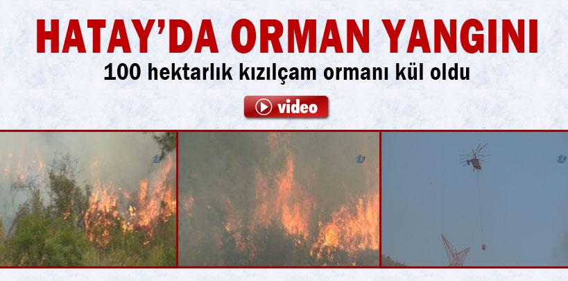 Hatay'da orman yangını