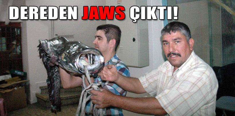 Simav Çayı'ndan 'Jaws' çıktı