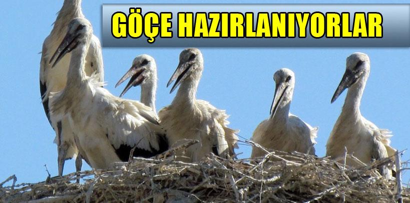 Leylekler göçe hazırlanıyor