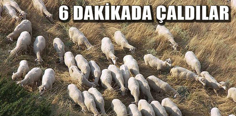 Altı dakikada 19 koyunu çaldılar