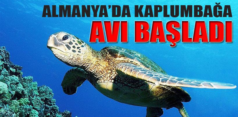 Almanya'da kaplumbağa avı