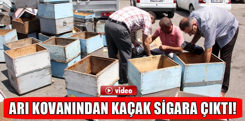 Adana'da arı kovanından kaçak sigara çıktı