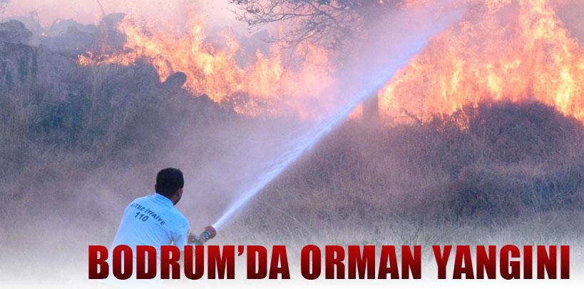 Muğla'da orman yangını