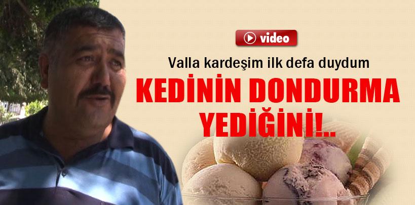 Adana'da sıcaktan bunalan kedi dondurmayla serinledi