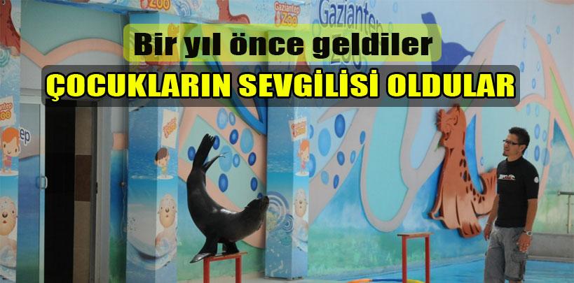 Fokları 120 bin kişi izledi