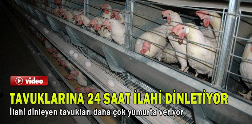 Tavuklarına 24 saat ilahi dinletiyor