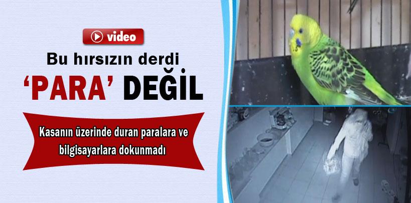 Derdi 'para' olmayan tek hırsız