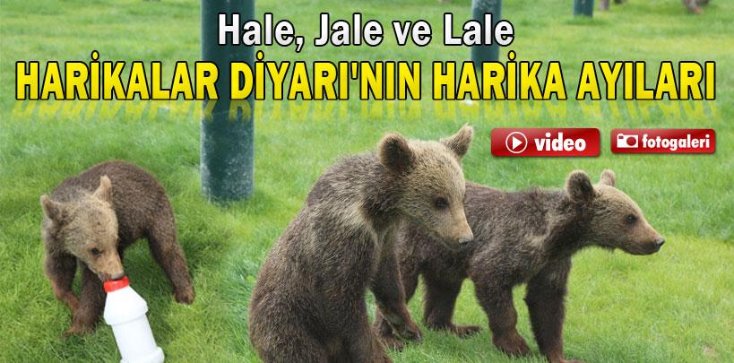 Harikalar Diyarı'nın harika ayıları