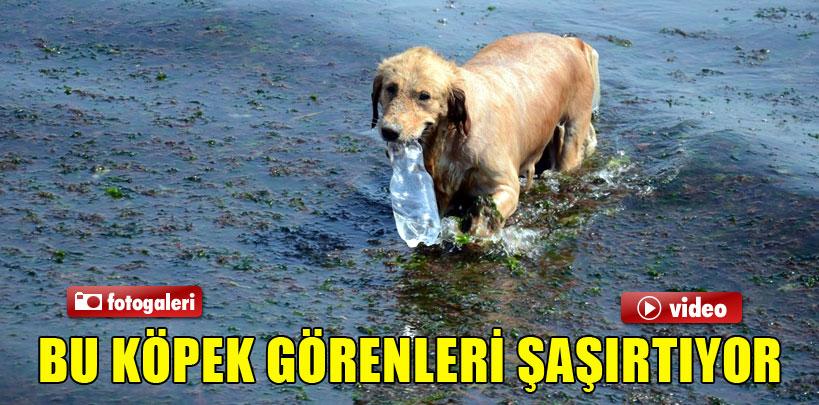 Evreci köpek 'Betsi' görenleri şaşırtıyor