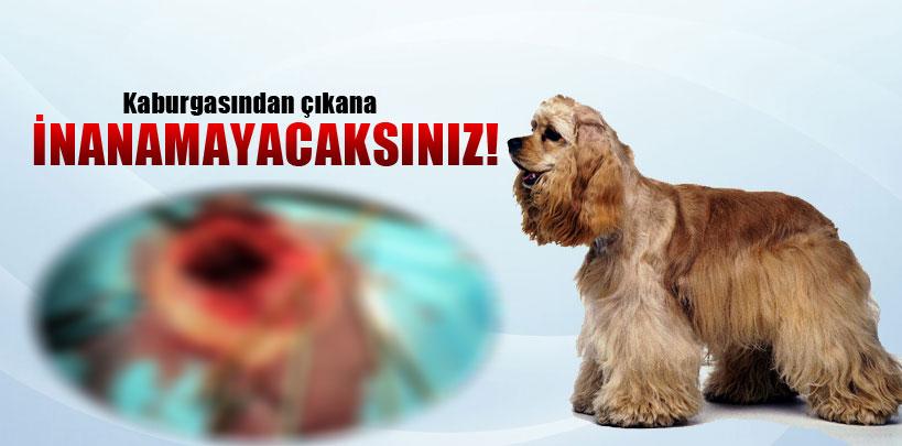 Sevimli köpeğin kaburgasından çöpşiş çubuğu çıktı