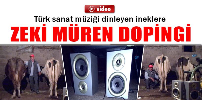 Kırklarelili çiftçiden ineklere Zeki Müren dopingi