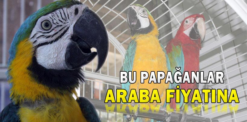 Gaziantep'te araba fiyatına papağan