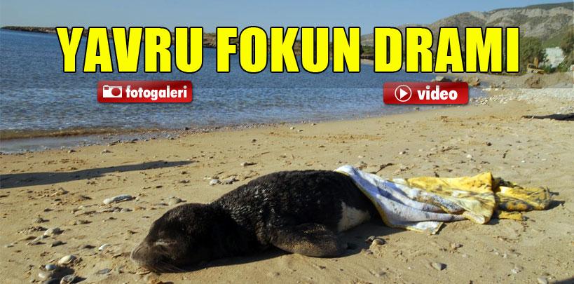 Yavru fokun dramı