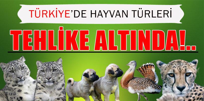 Türkiye'nin hayvan varlığı tehlike altında