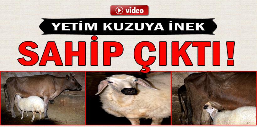 Çankırı'da yetim kalan kuzuyu inek sahiplendi