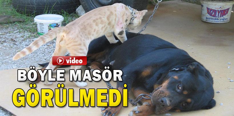 Masör kedi Nazlı, görenleri hayrete düşürüyor