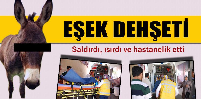 Adıyaman'da, eşek dehşet saçtı, 1 ağır yaralı