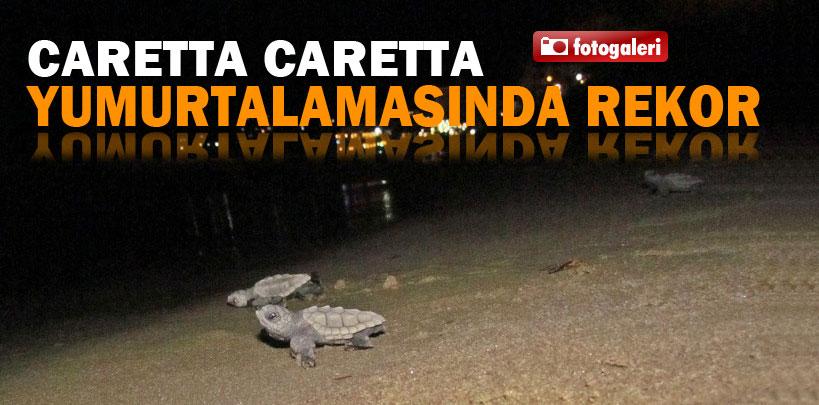 Kuşadası'nda Caretta Caretta yumurtalamasında rekor kırıldı