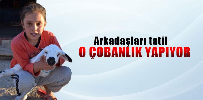 Arkadaşları tatil, o çobanlık yaptı