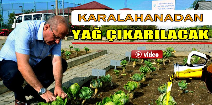 Karadenizli karalahanadan yağ çıkaracak