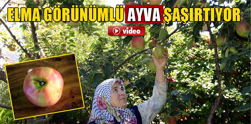 Elma görünümlü ayva görenleri şaşırtıyor