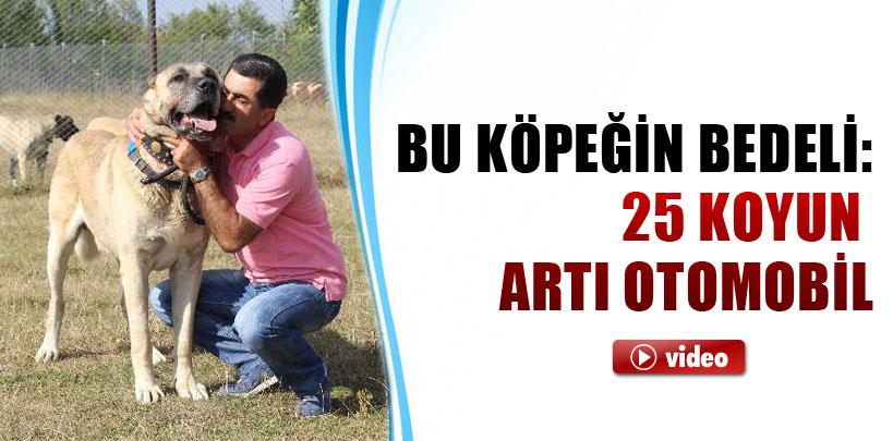 Bu köpeğin bedeli, 25 koyun artı otomobil