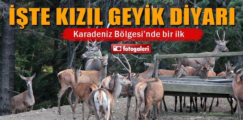 Kunduz Dağı, kızıl geyik diyarı görenleri şaşırtıyor